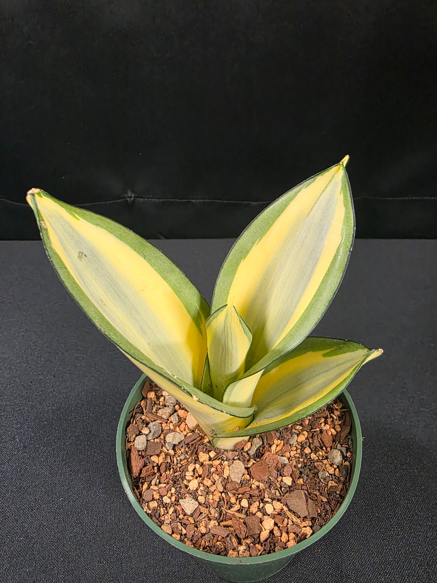 Sansevieria green ghost