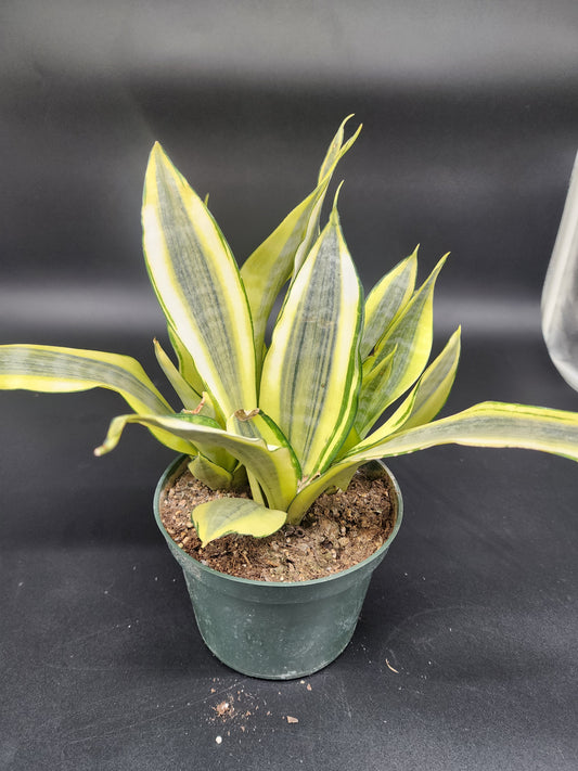 Sansevieria 'Gold dust'