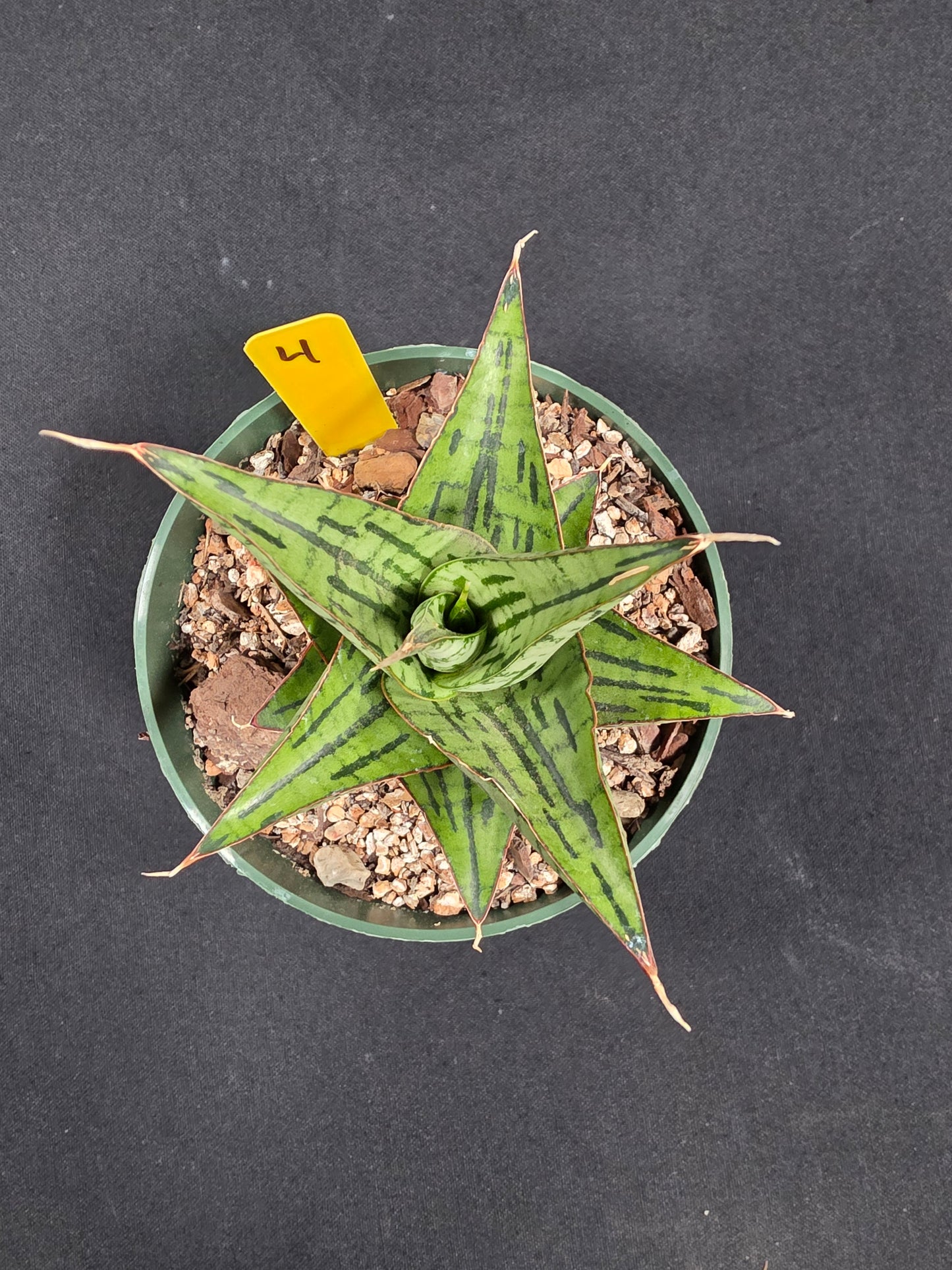 Sansevieria kaiser
