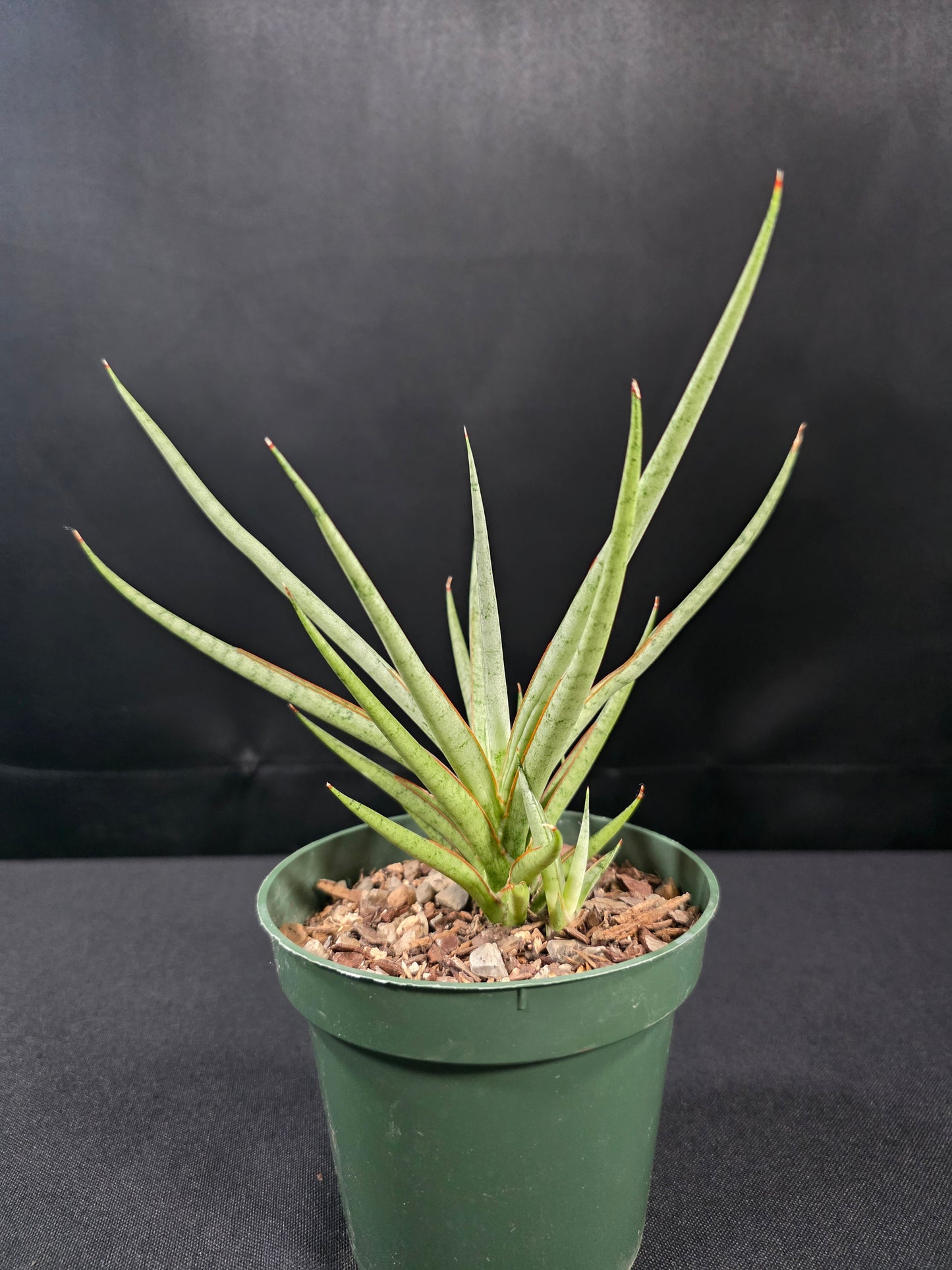 Sansevieria pakarang