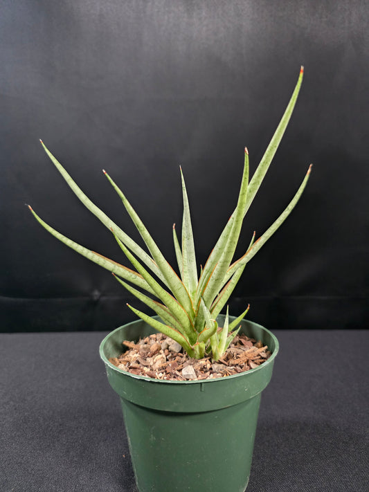 Sansevieria pakarang 01