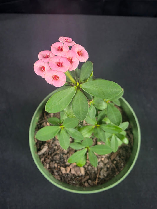 Dwarf Dao Krajai