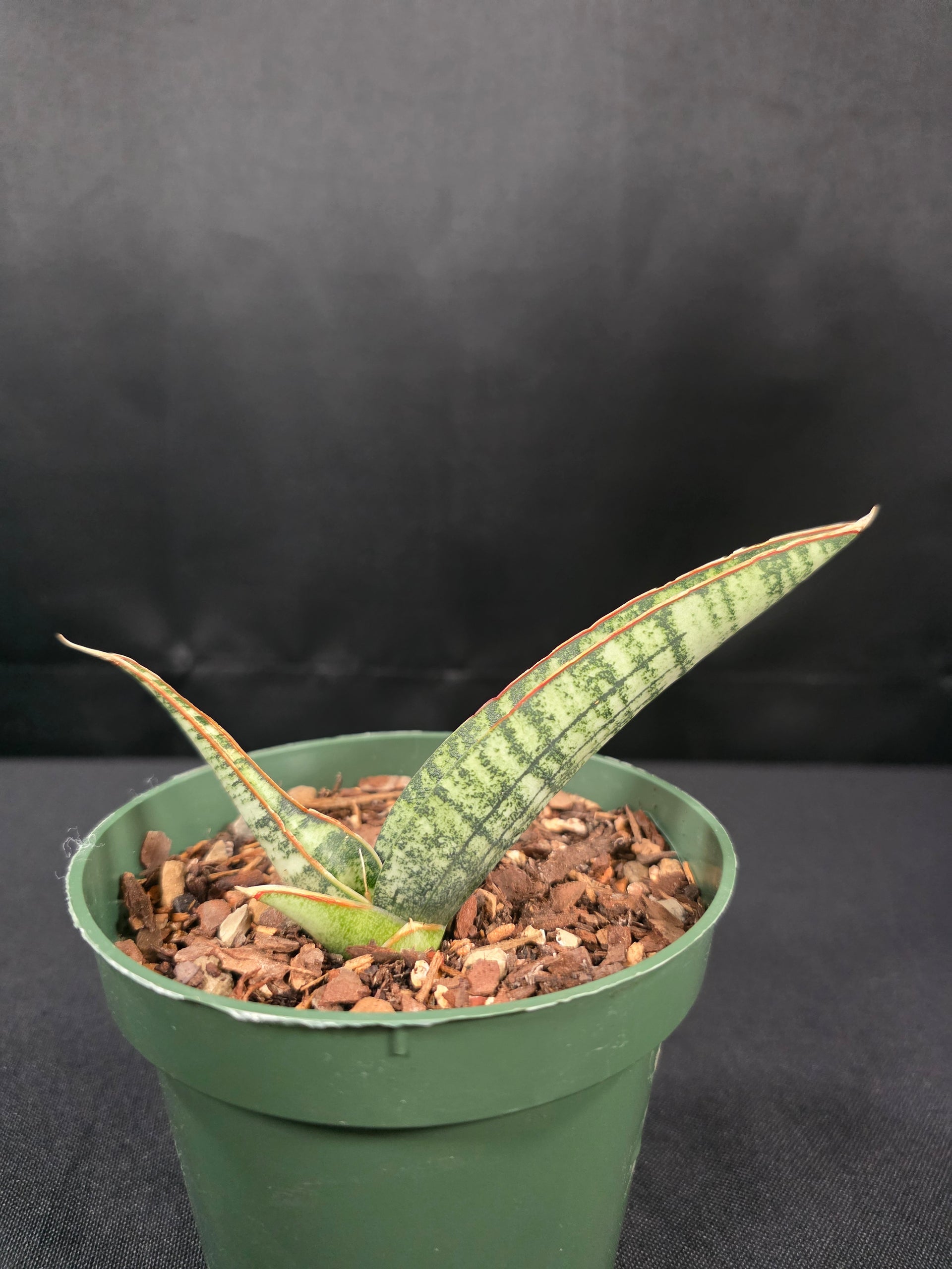 Sansevieria fischeri  Poseidon Plants