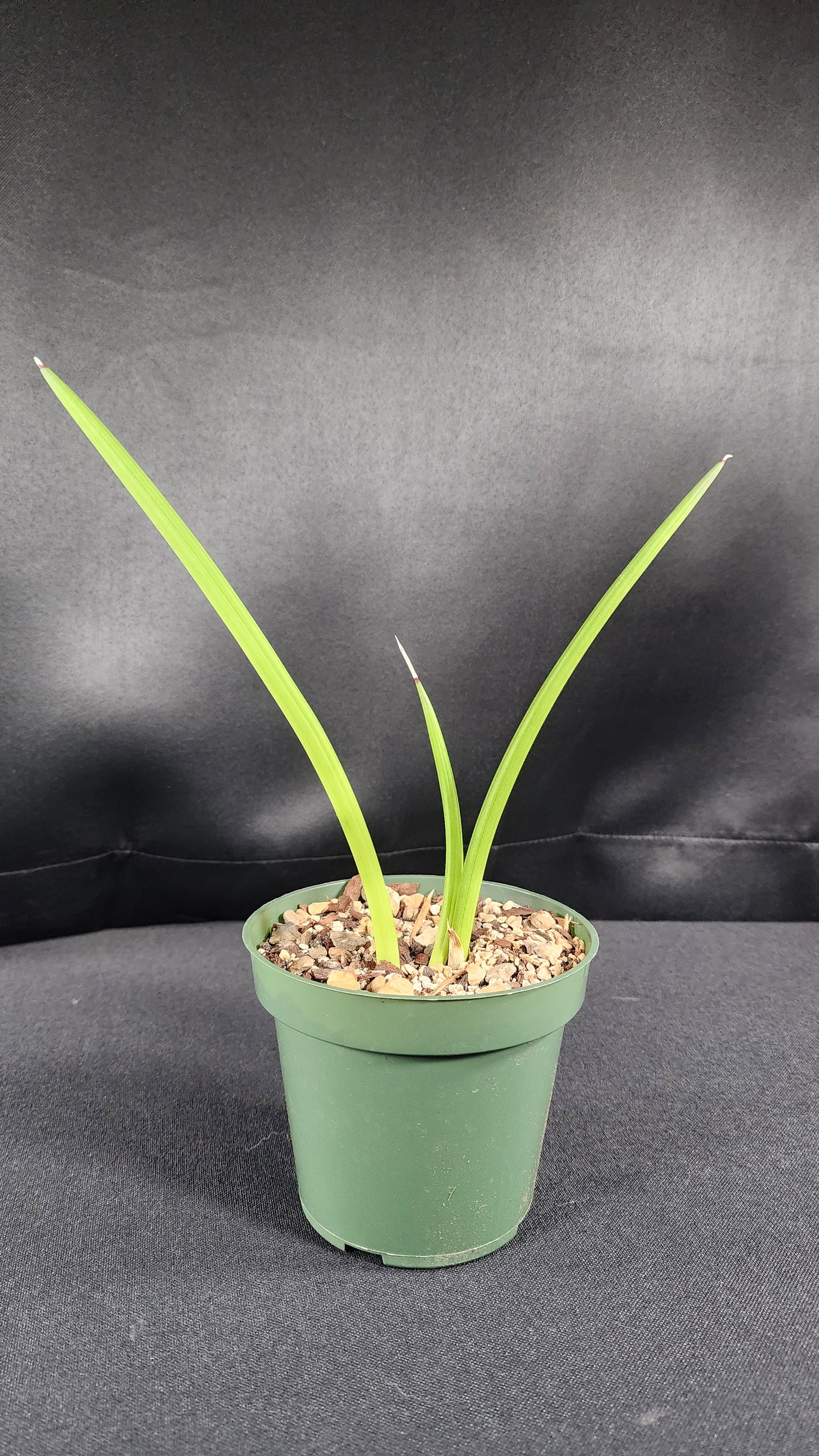 Sansevieria canicullata dwarf