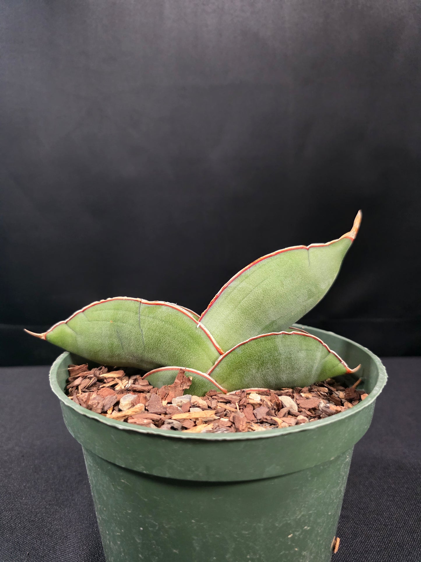 Sansevieria banana