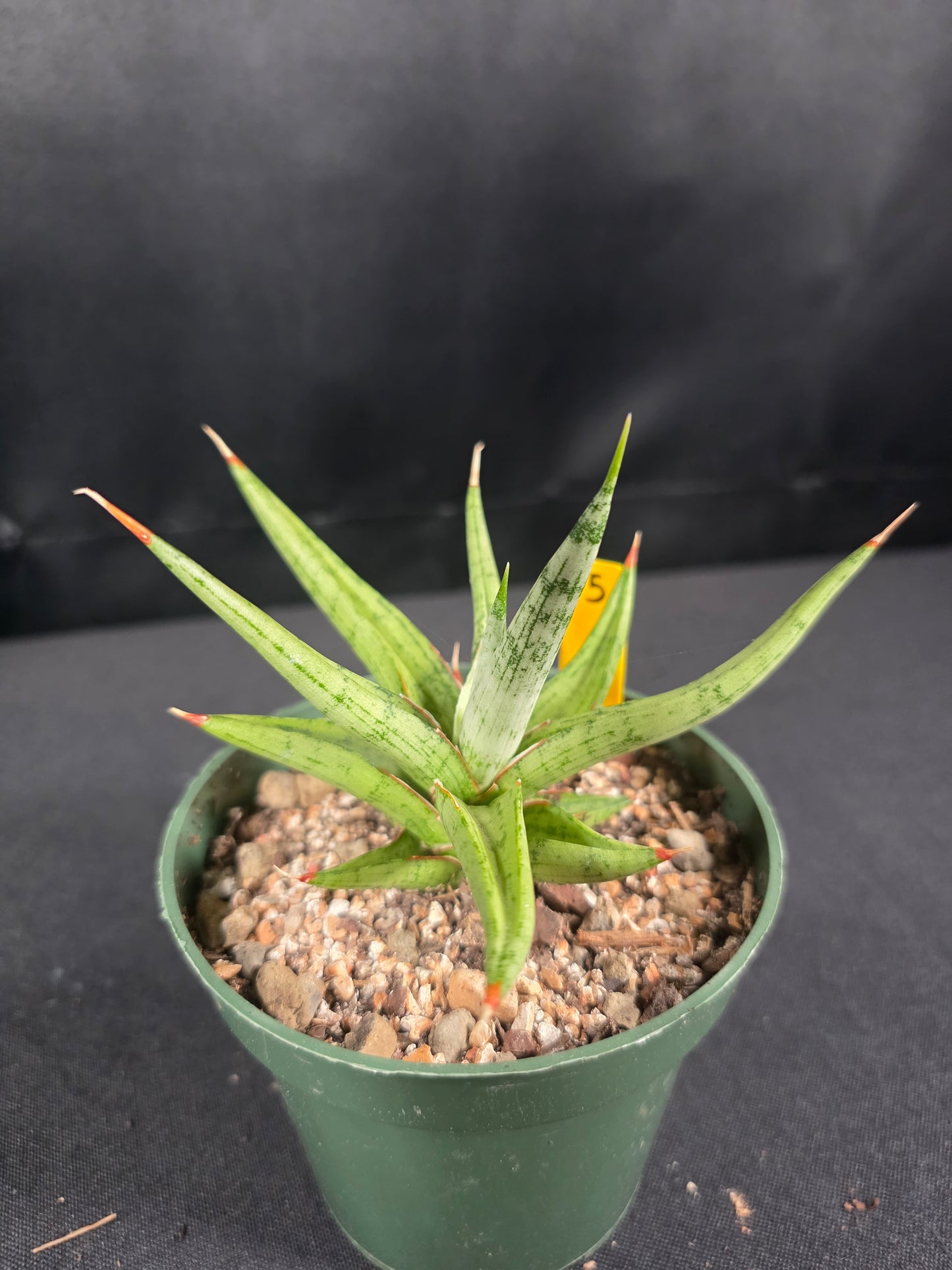 Sansevieria rudal