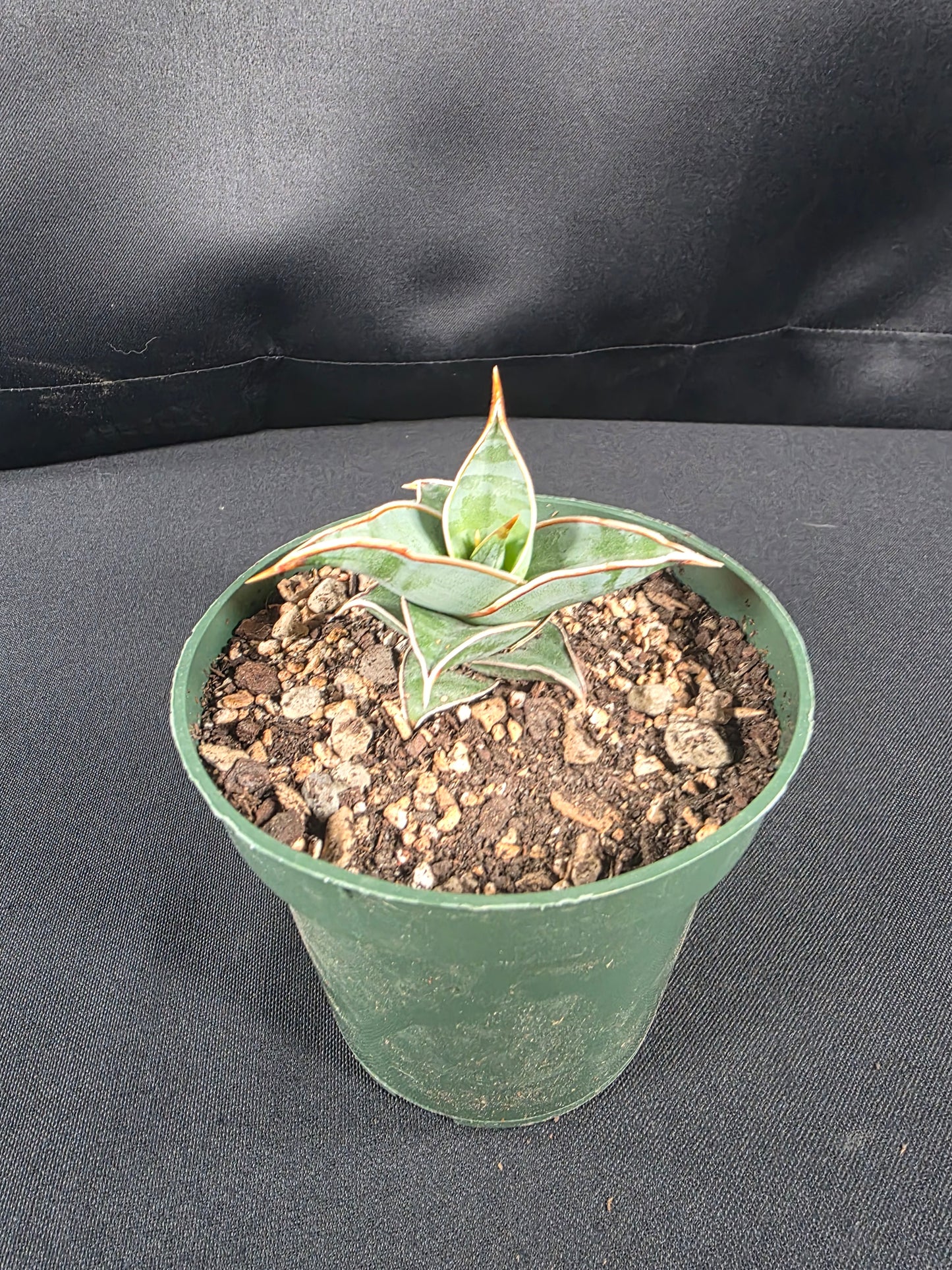 Sansevieria pinguicula