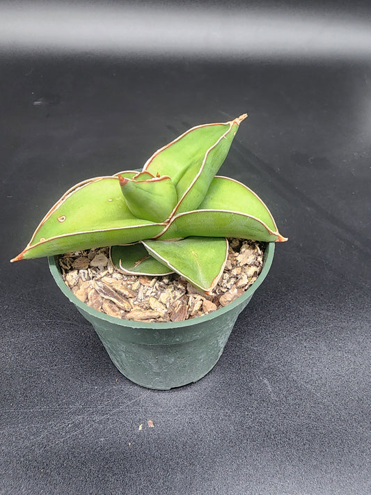 Sansevieria Samurai