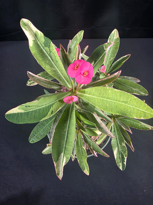 Variegated (pink)