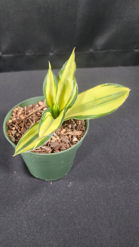 Sansevieria chelometa