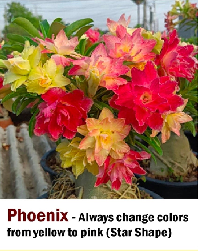 Adenium pheonix