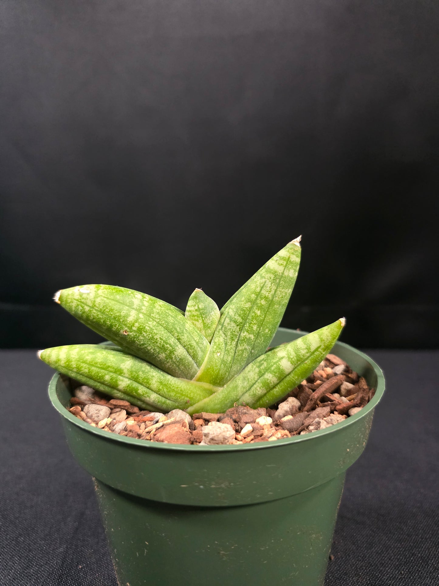Sansevieria sumo