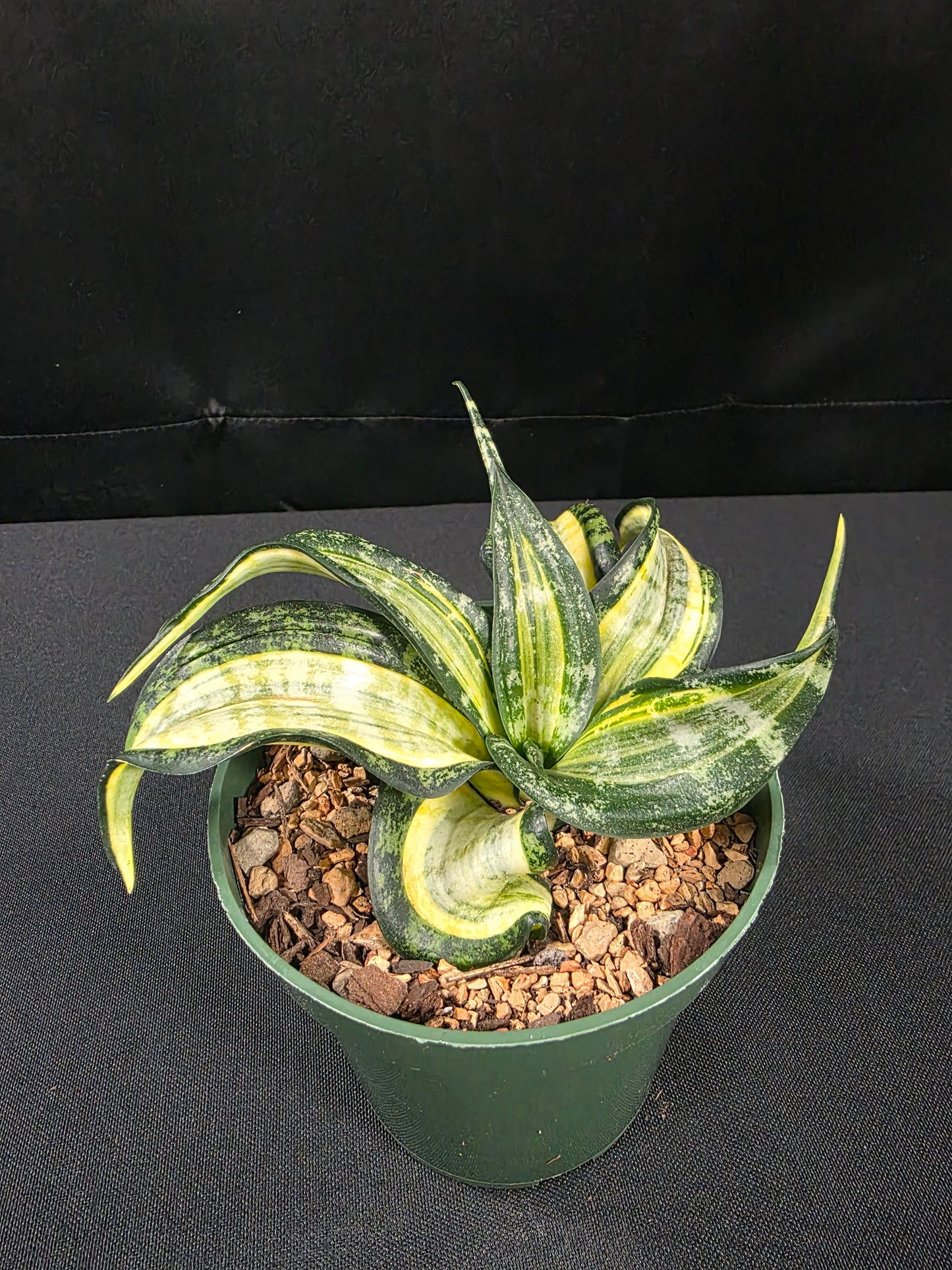 Sansevieria spiral star