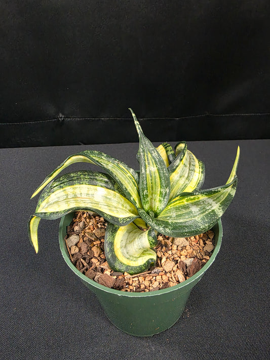 Sansevieria spiral star 01