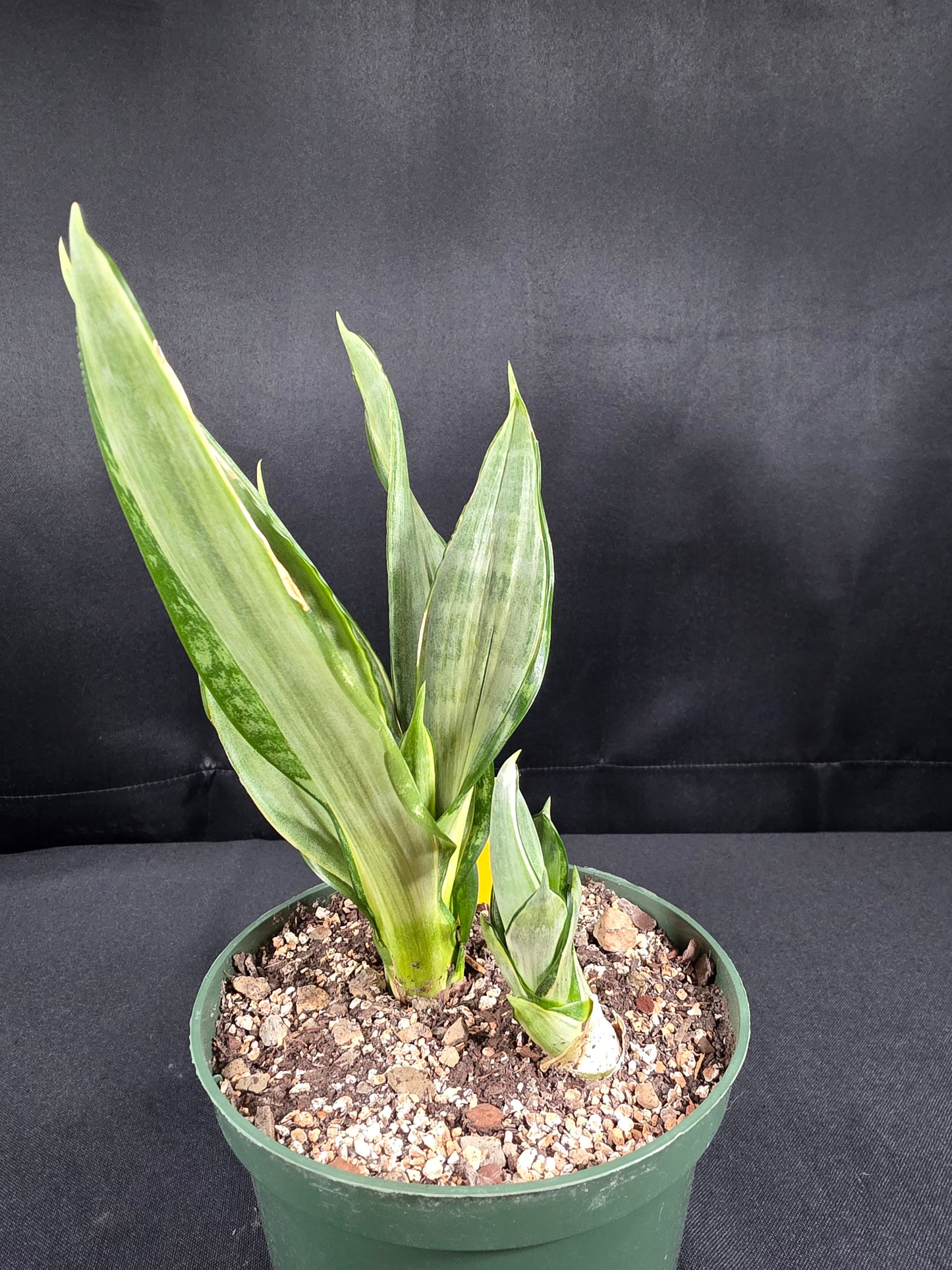 Sansevieria morgenstern