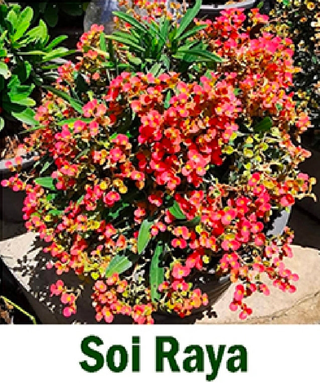 Euphorbia millii dwarf soi raya