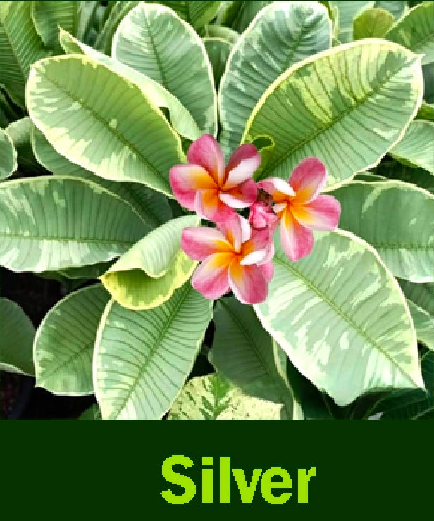 Plumeria variegated Silver Margin