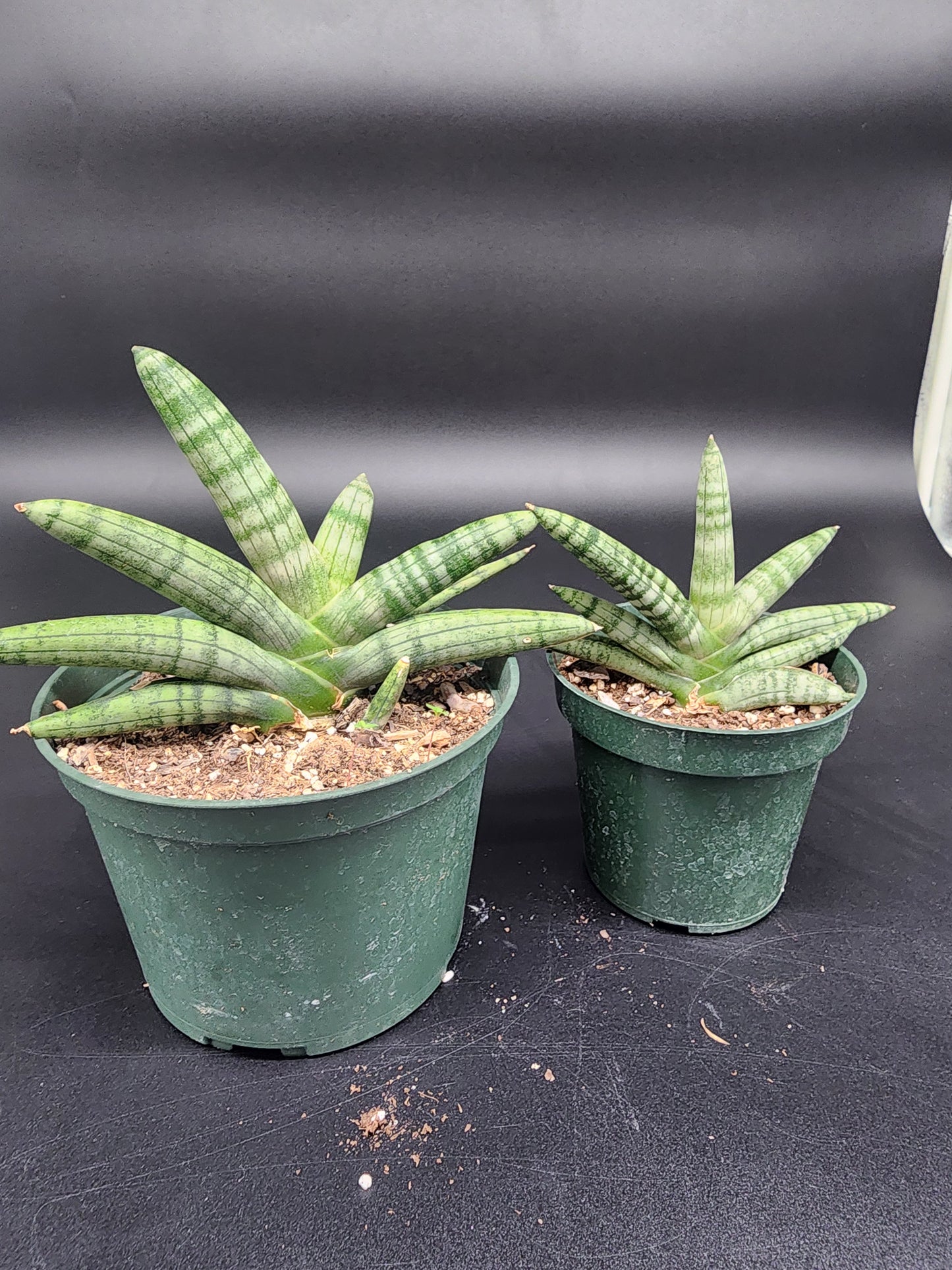 Sansevieria boncel "starfish"