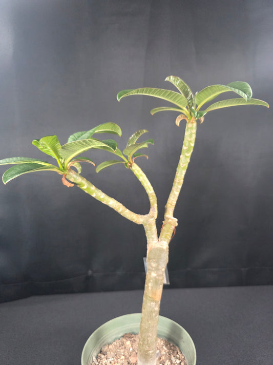 Dwarf (Yellow)