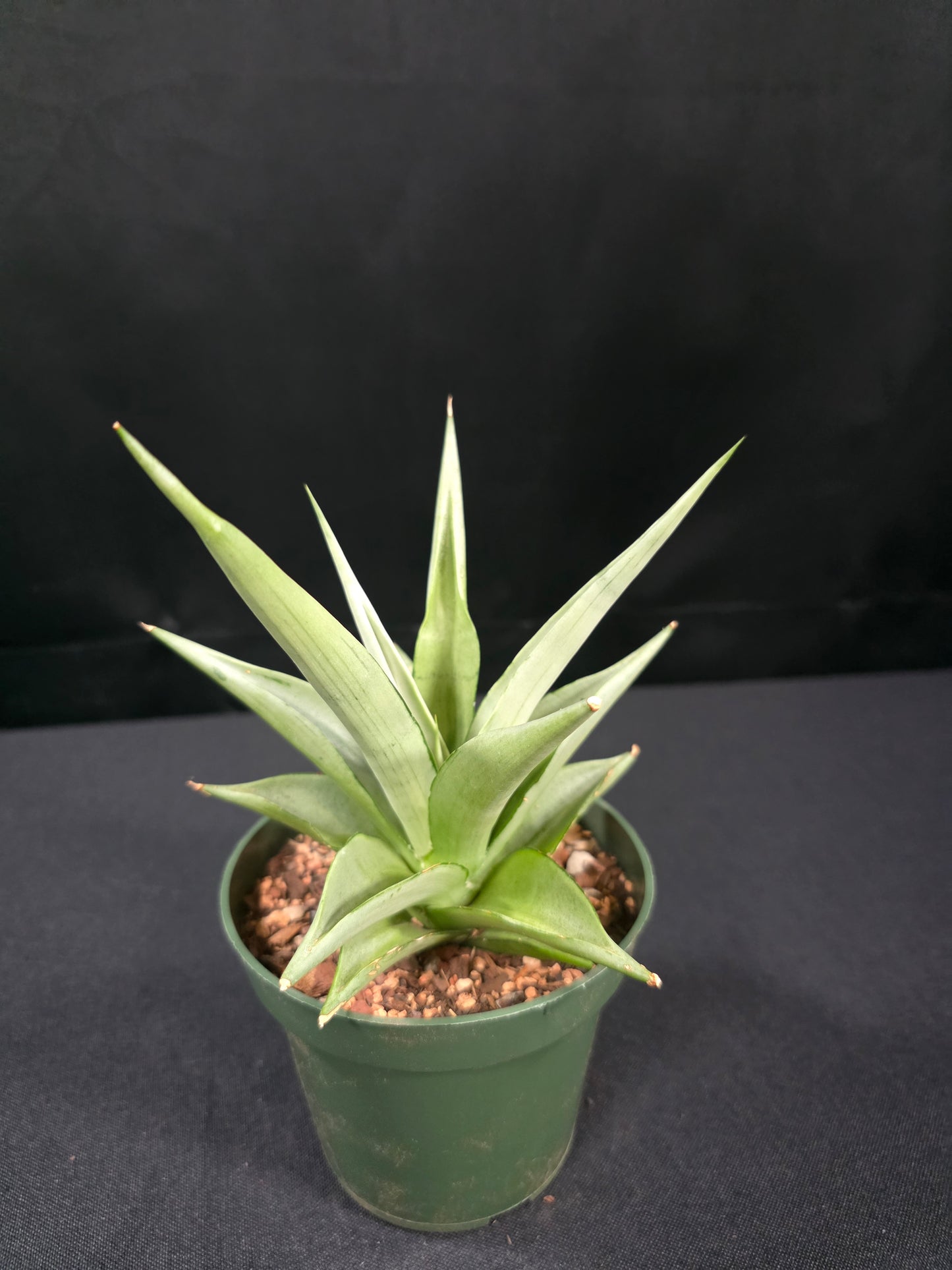 Sansevieria manee thaewee