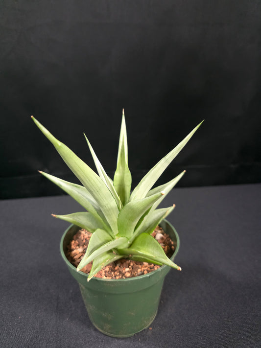 Sansevieria manee thaewee