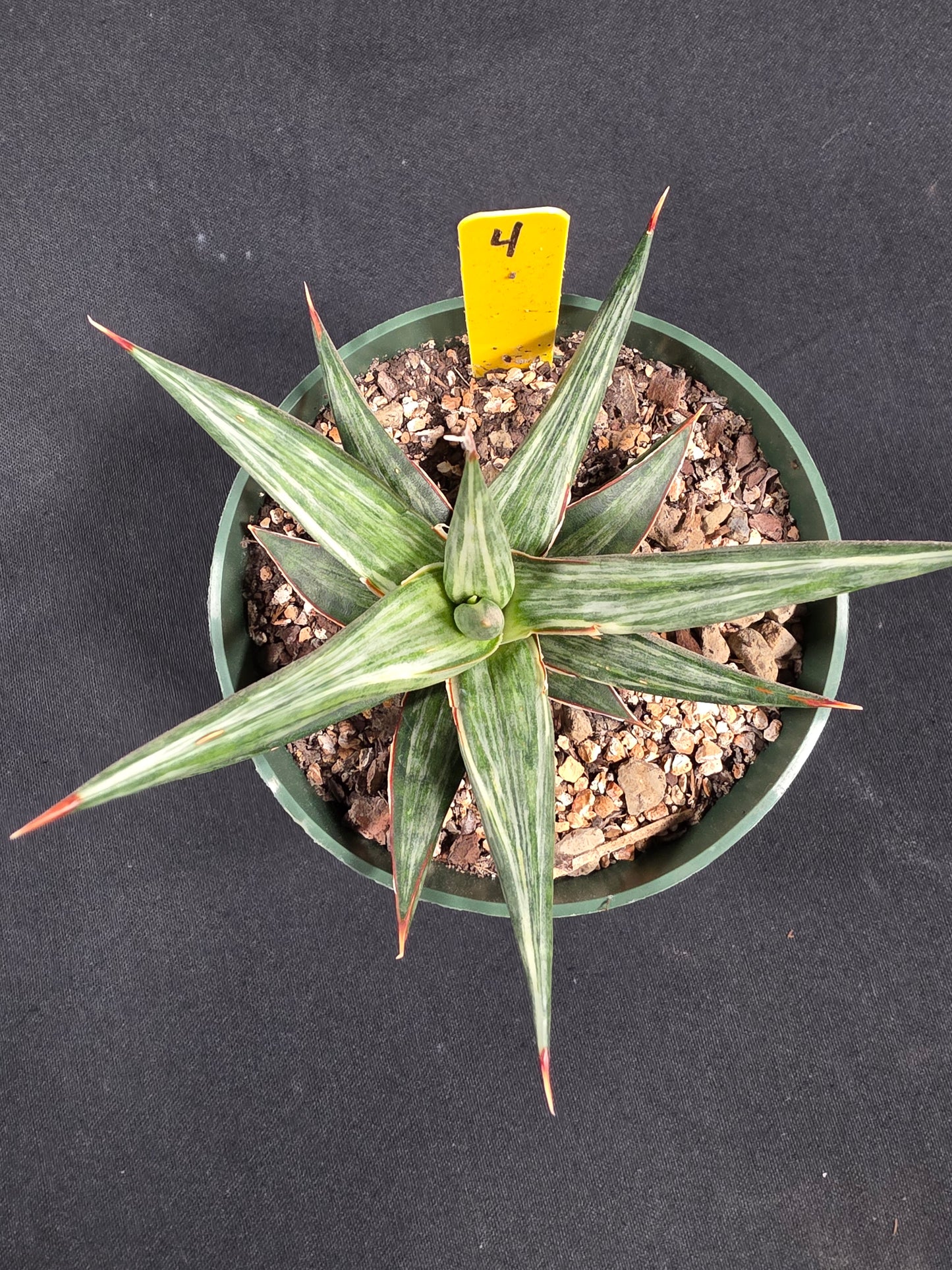 Sansevieria all night star
