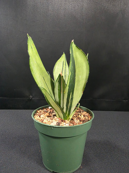 Sansevieria madurai 01