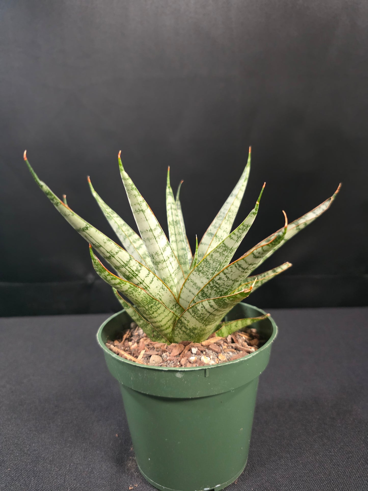 Sansevieria silver tiger