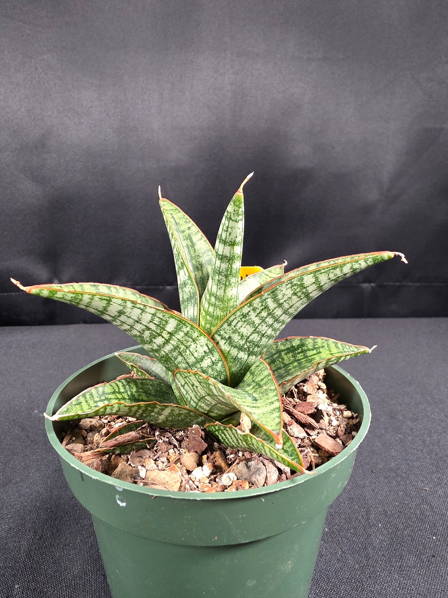 Sansevieria samosir
