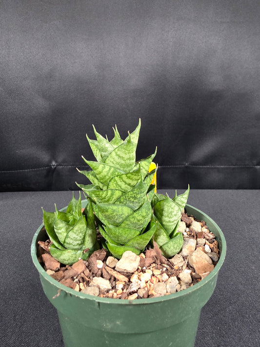 Sansevieria maharani