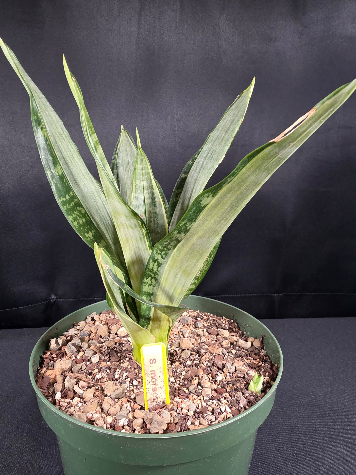 Sansevieria morgenstern