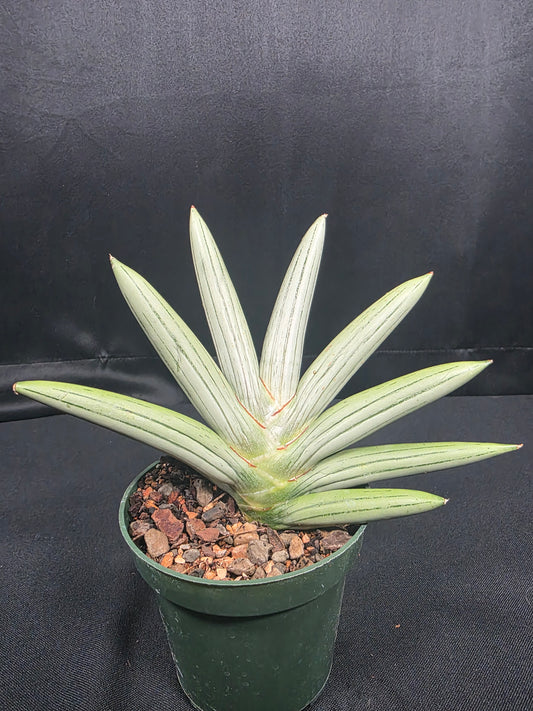 Sansevieria Iceman