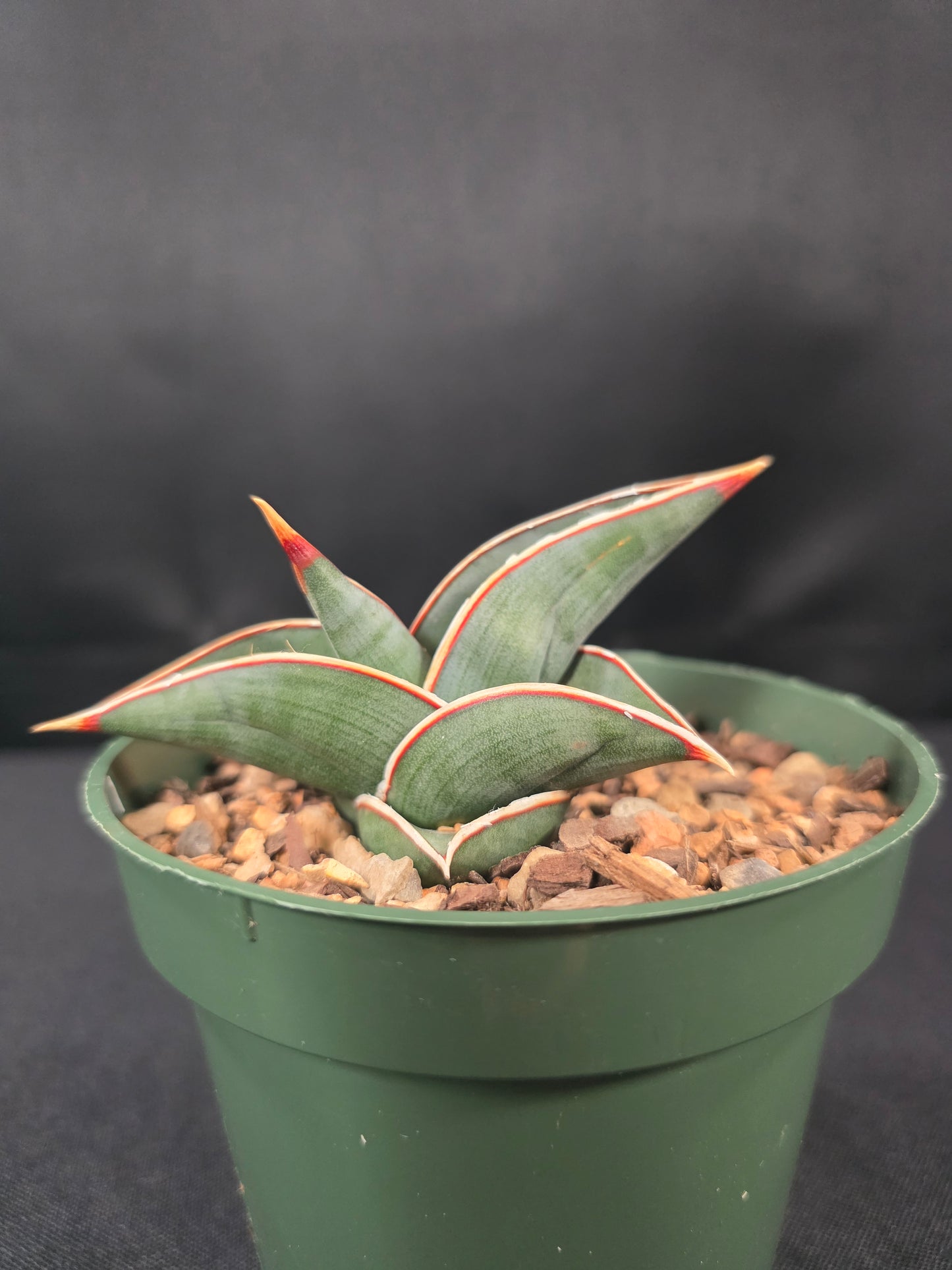 Sansevieria rorida