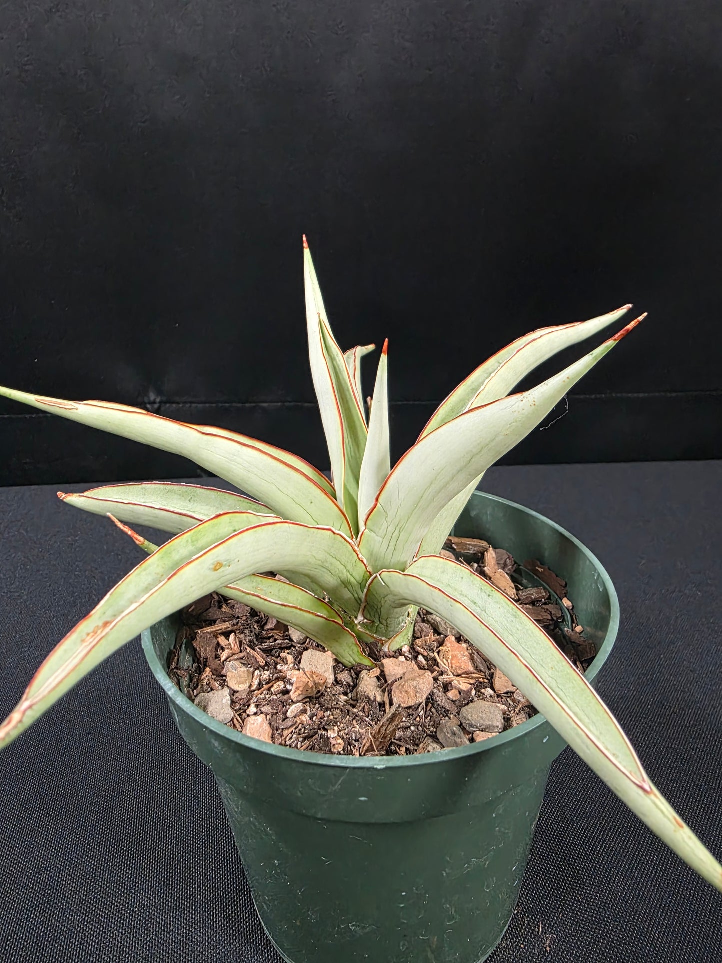 Sansevieria chaopraya