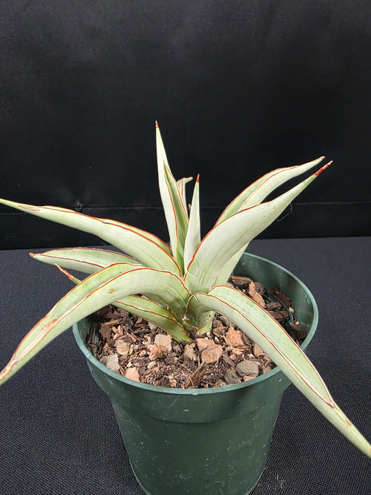 Sansevieria chaopraya 01