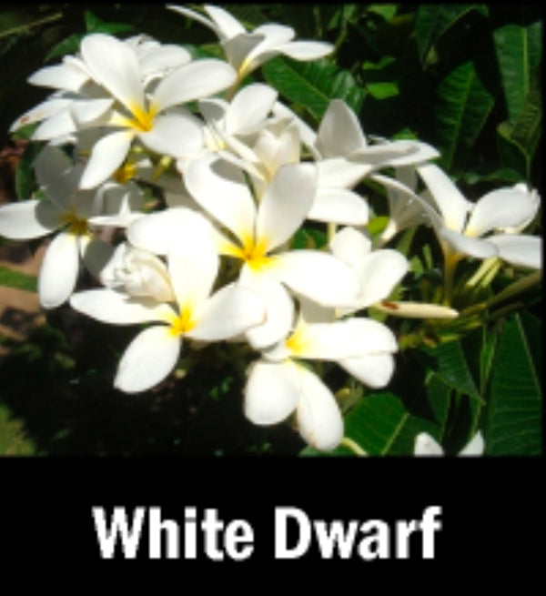 Plumeria dwarf white