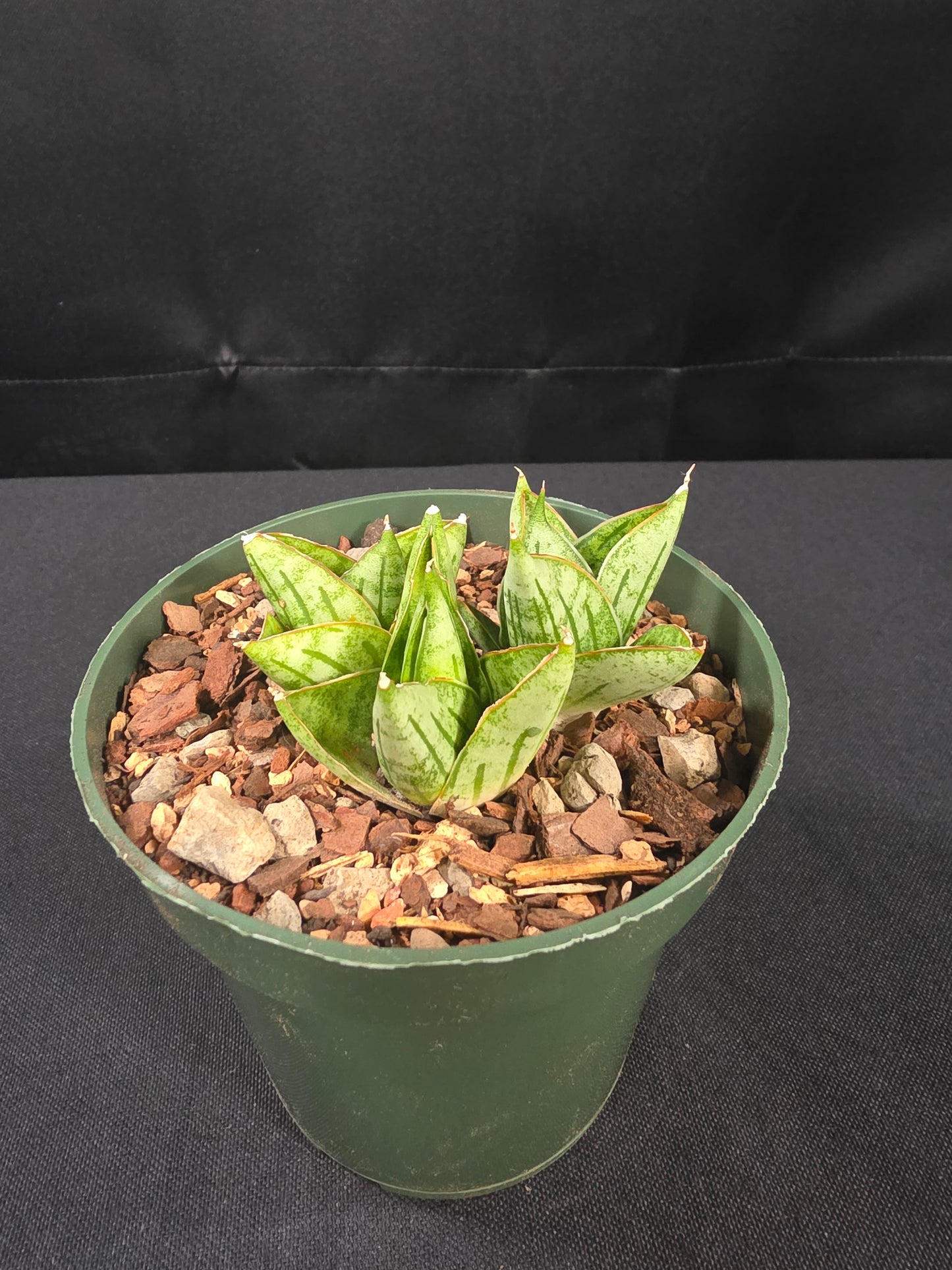 Sansevieria mini rose