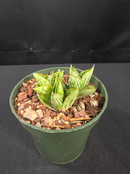 Sansevieria mini rose
