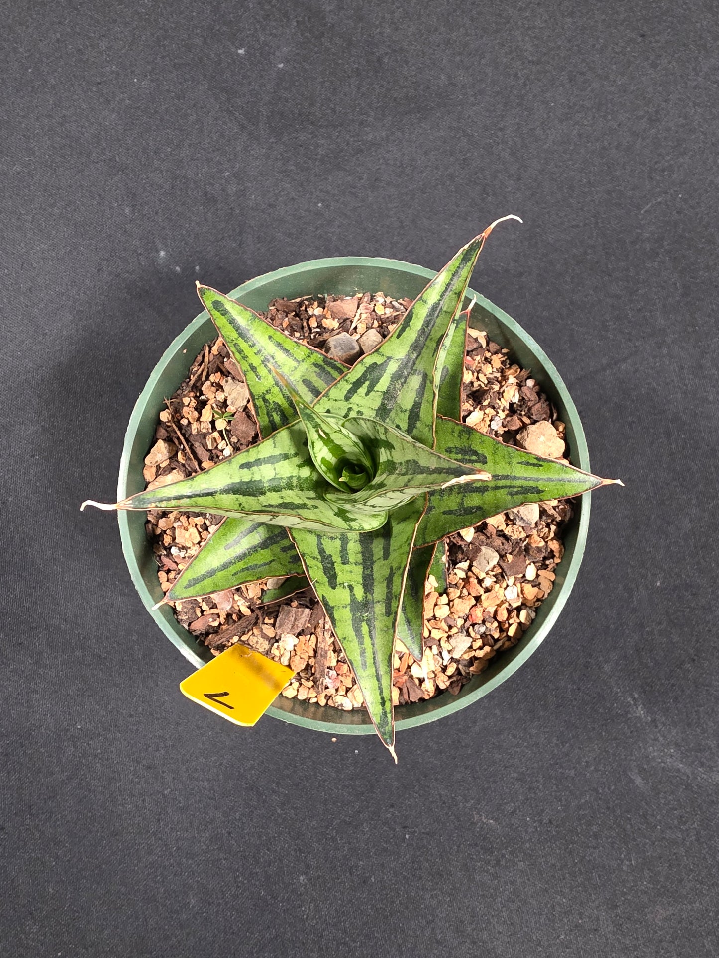 Sansevieria kaiser