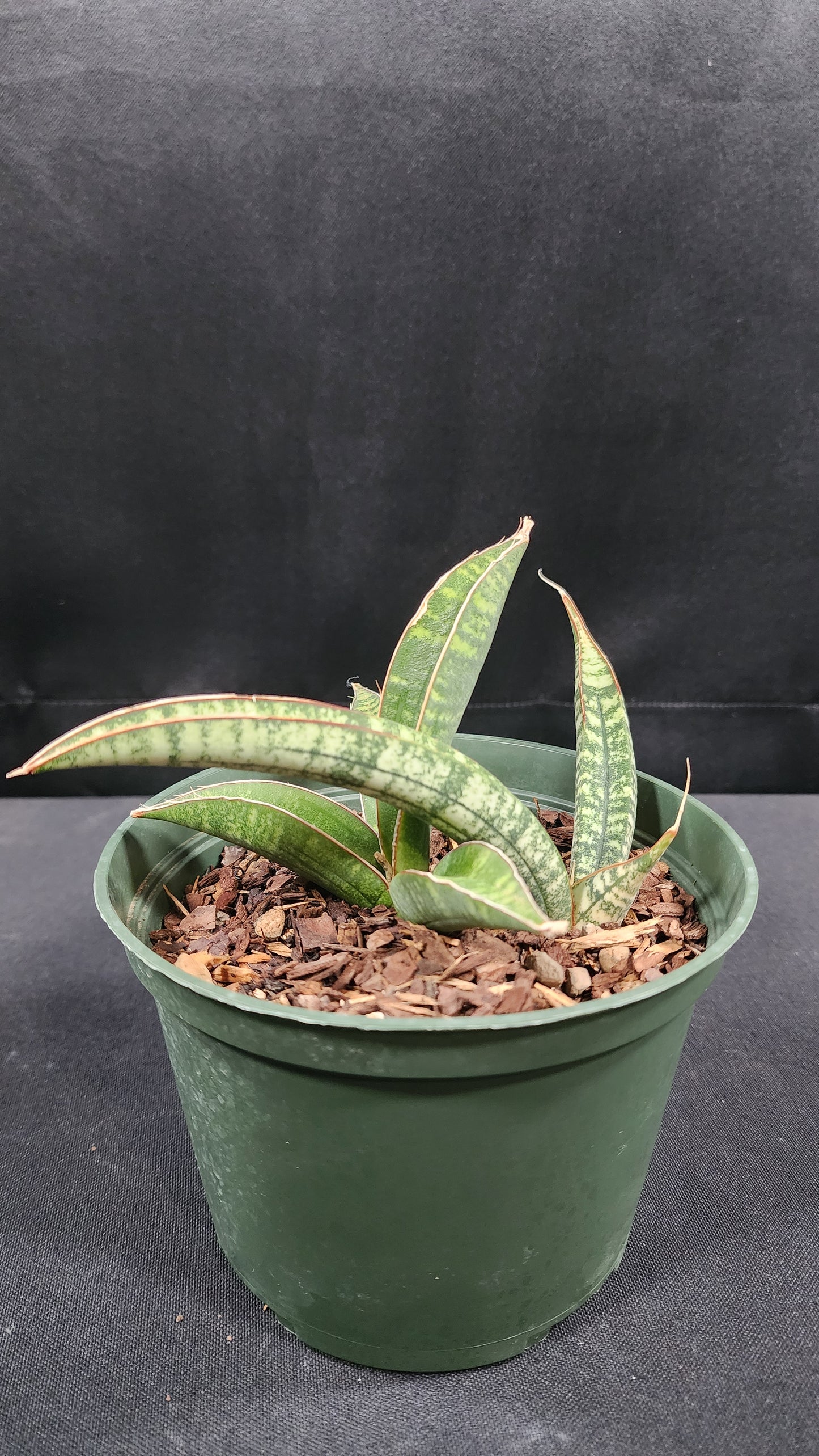 Sansevieria fischeri