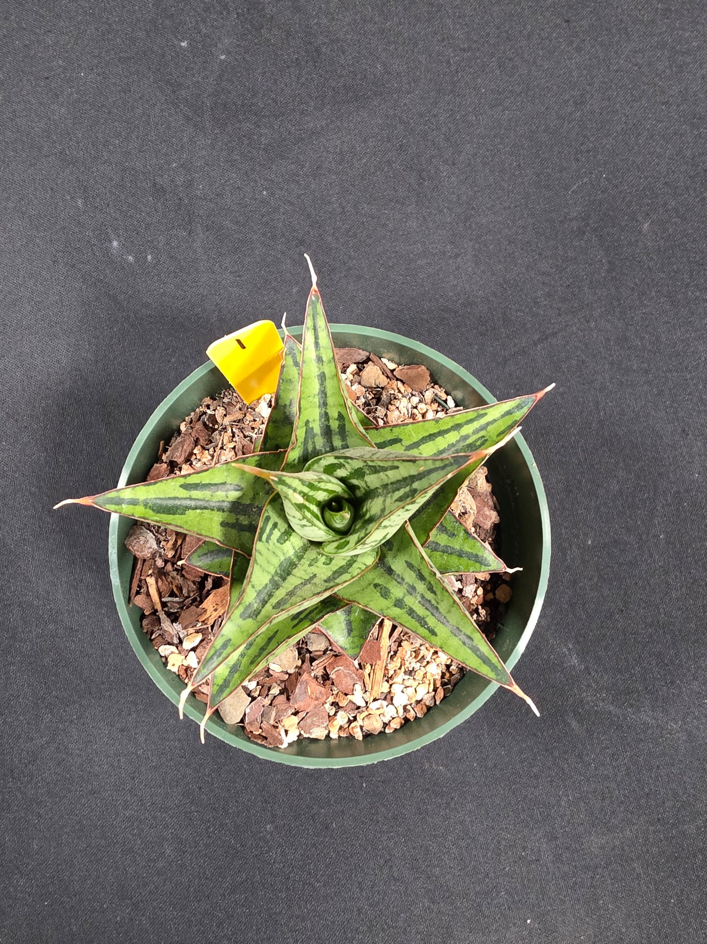 Sansevieria kaiser