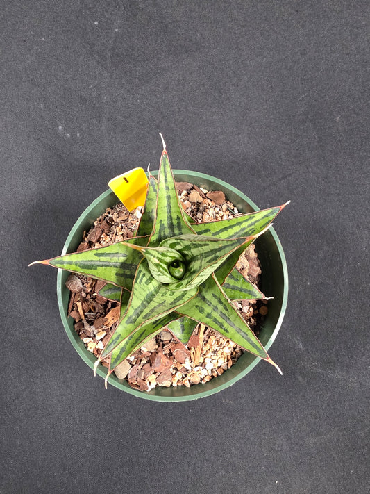 Sansevieria kaiser