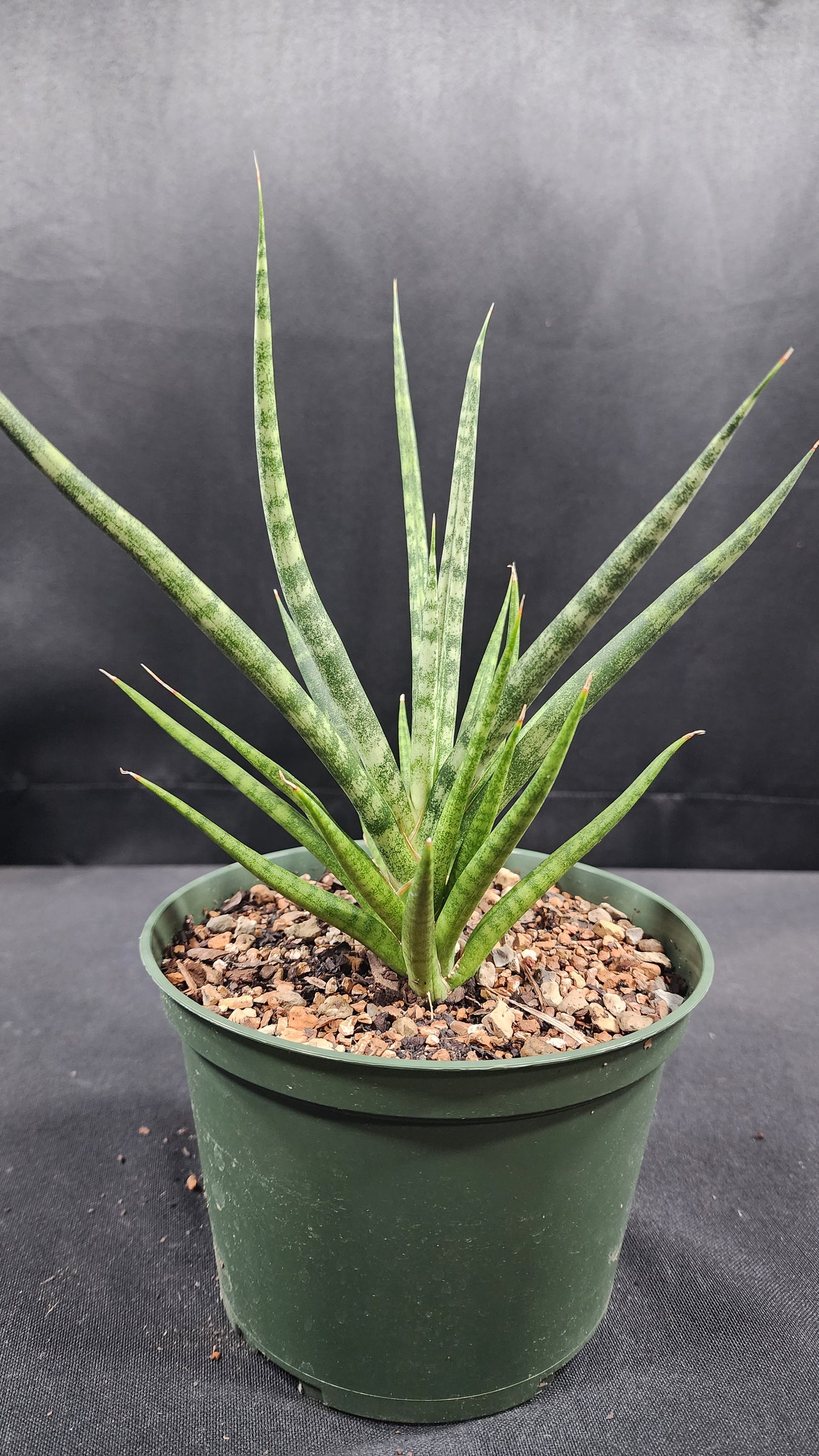 Sansevieria bunlue torch