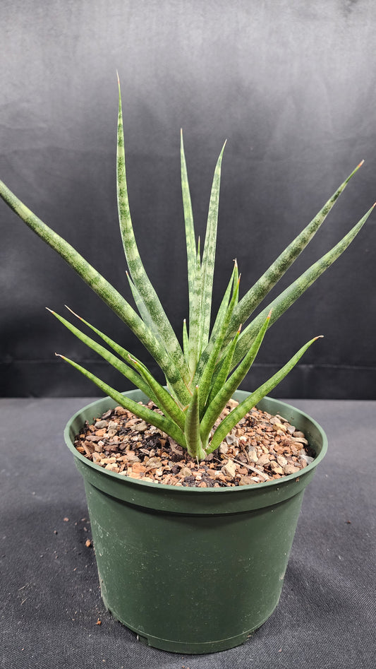Sansevieria bunlue torch