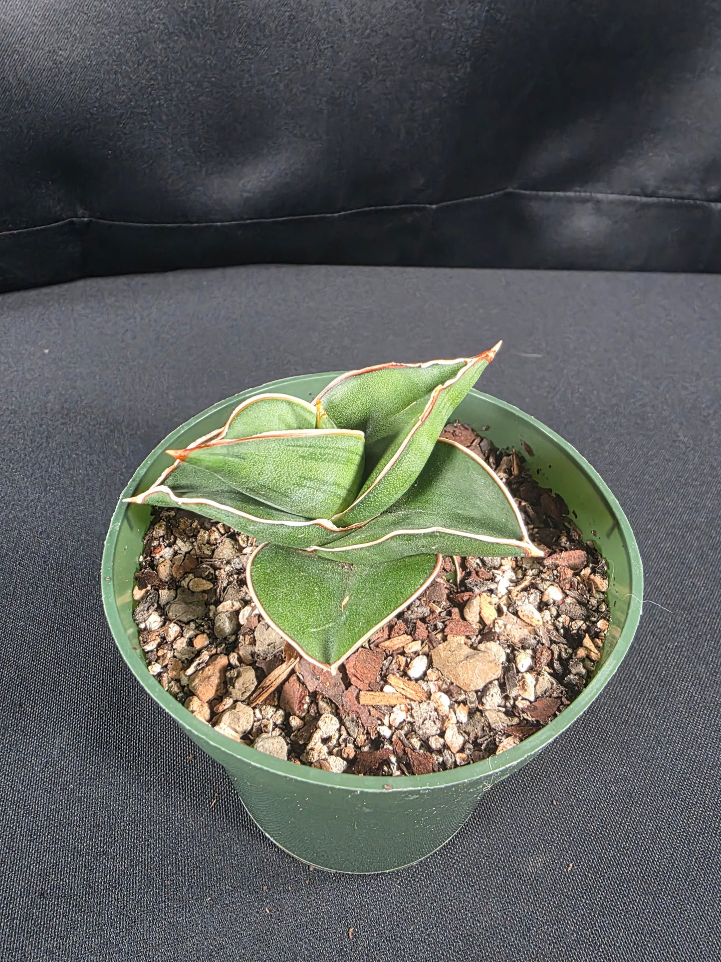 Sansevieria lavranos