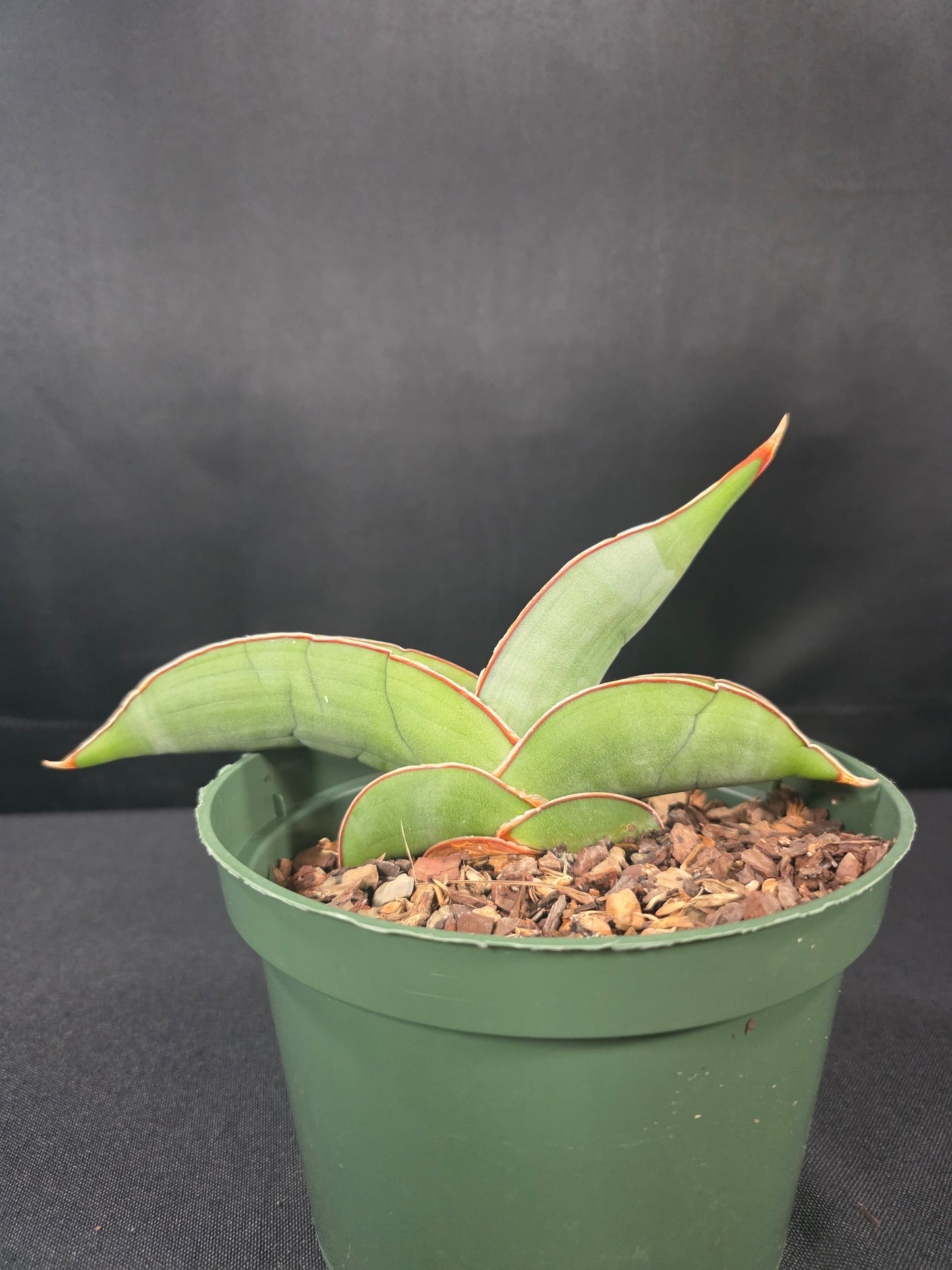 Sansevieria banana