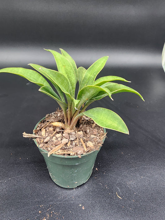 Sansevieria concinna