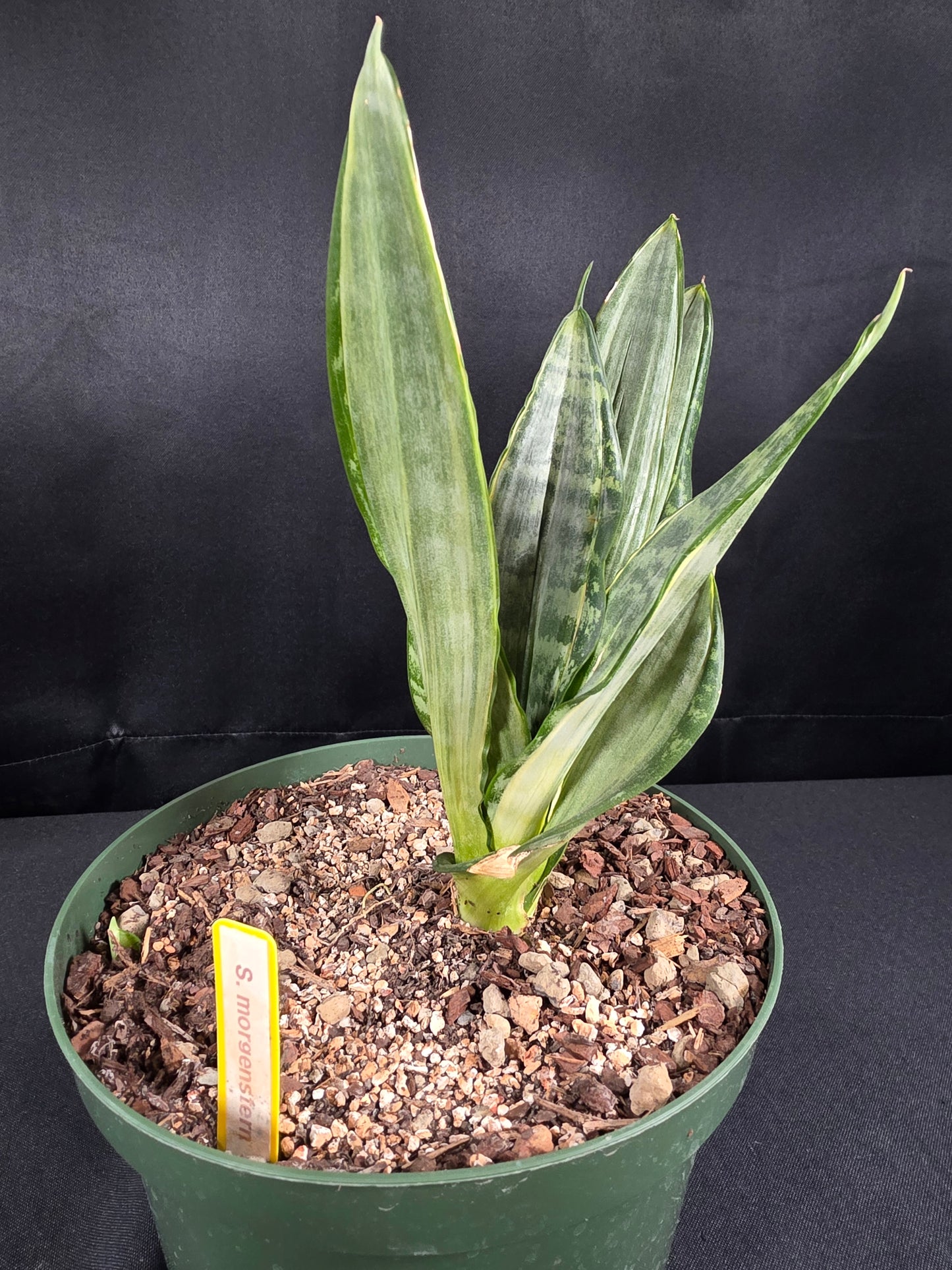 Sansevieria morgenstern