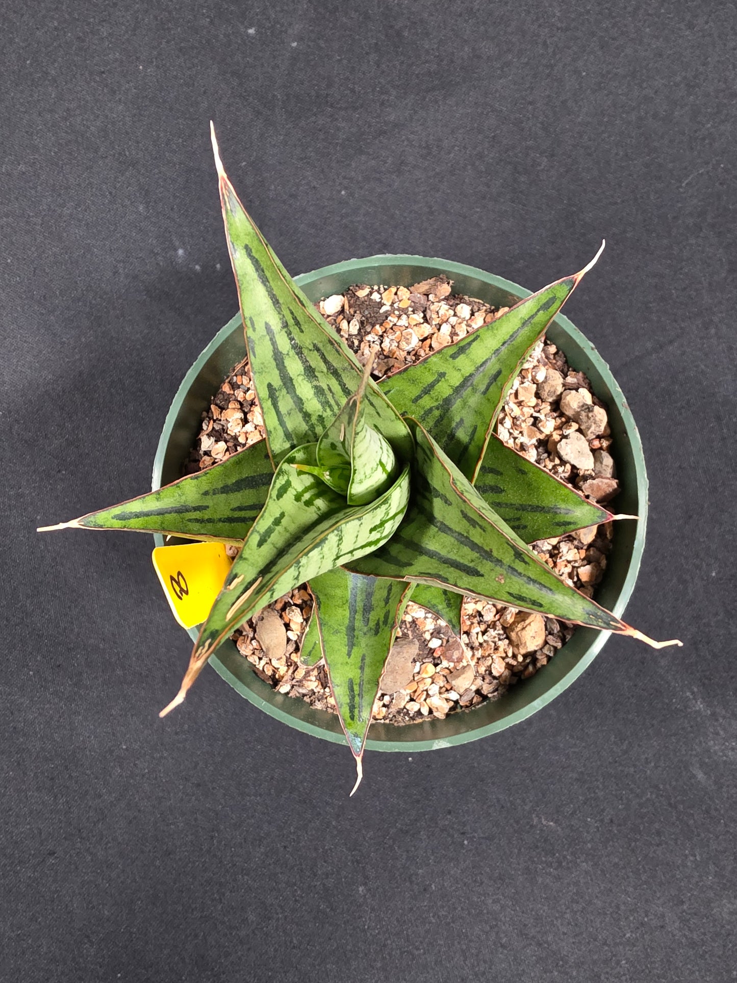Sansevieria kaiser