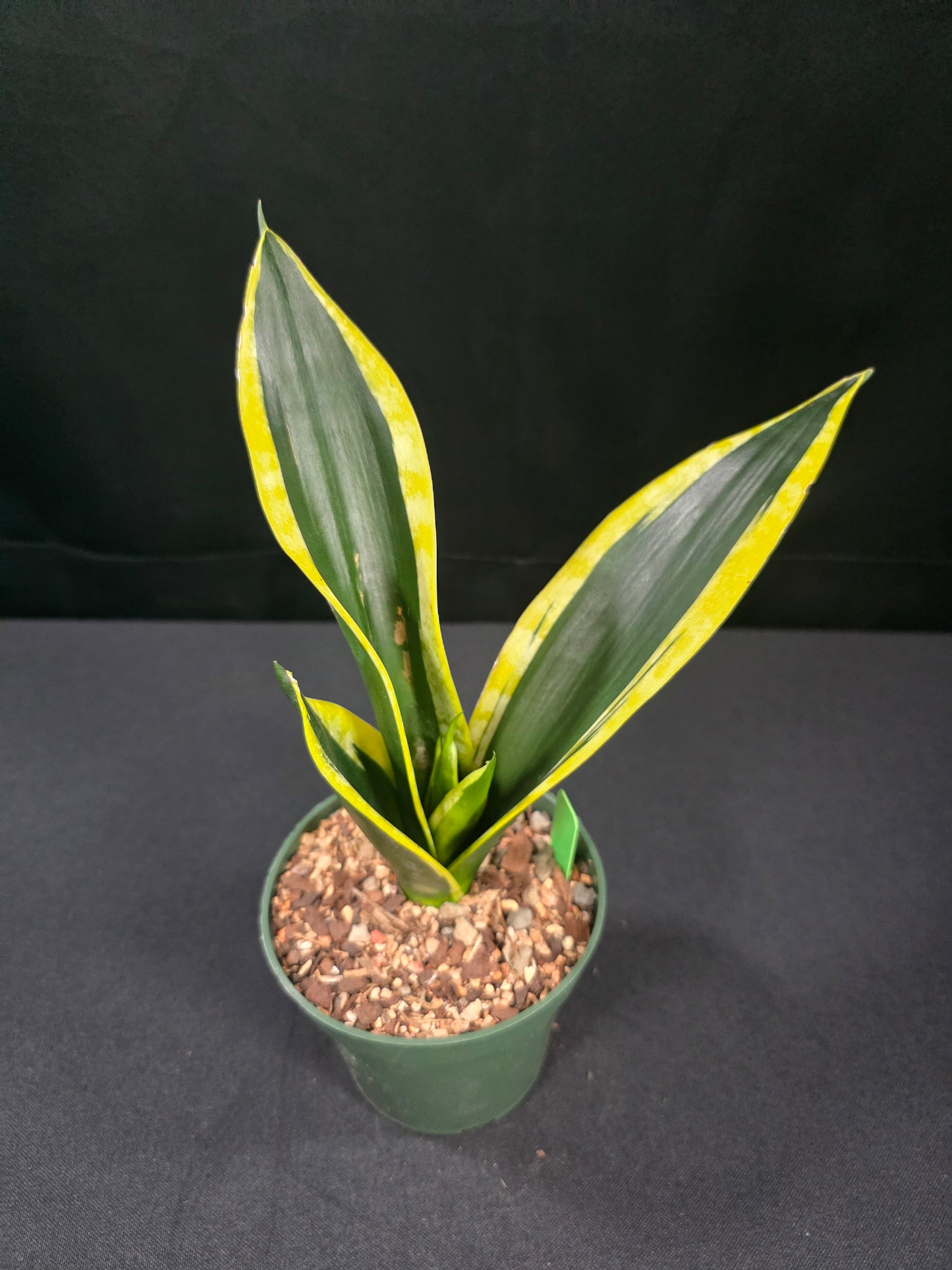 Sansevieria black gold compacta